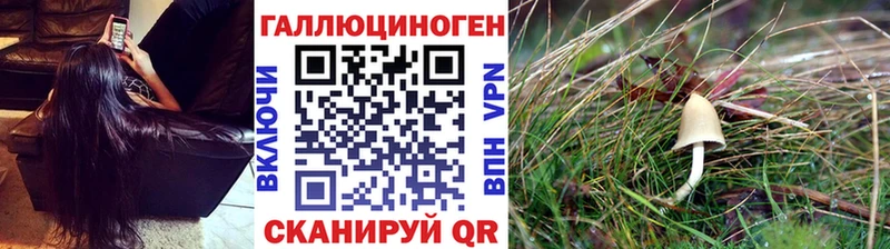 Псилоцибиновые грибы Psilocybine cubensis Тюмень